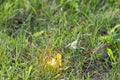 Fourth of July sparkler with grass ground back ground Royalty Free Stock Photo