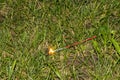 Fourth of July sparkler with grass ground back ground Royalty Free Stock Photo