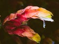 Fower blooming near turbid waters of the autumn sea