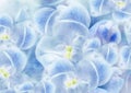 Fowers blue. Floral spring background. Close-up.