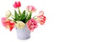 Fowers tulips in decorative bucket on white background. Free space for text. Wide photo Royalty Free Stock Photo