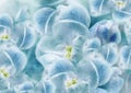 Fowers turquoise. Floral spring background. Close-up.