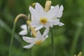 Fowers are white daffodil with dew closeup