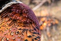 Fowl preparing, Hunting theme. Breast of Pheasant Fowl outdoor Royalty Free Stock Photo