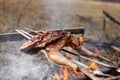 Fowl preparing, Hunting theme. Cooking a whole Pheasant body on an iron skewers over a campfire with burning coals and