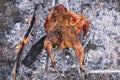 Fowl preparing, Hunting theme. Cooking a whole Pheasant body on an iron skewers over a campfire with burning coals and