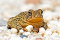 Fowler's Toad Royalty Free Stock Photo