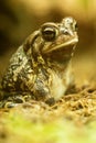 Fowler`s Toad