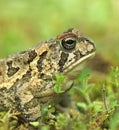 Fowler's Toad Royalty Free Stock Photo