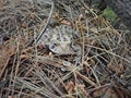 Fowler`s Toad on forest floor