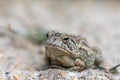 Fowler\'s Toad Royalty Free Stock Photo
