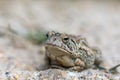 Fowler\'s Toad