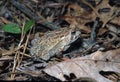 Fowler's toad