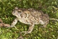 Fowler`s toad standing in a New Hampshire woods.