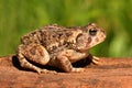 Fowlers toad (Anaxyrus Bufo fowleri)