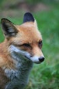 Fox Royalty Free Stock Photo