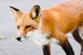 Fox Royalty Free Stock Photo