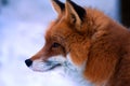 Fox Royalty Free Stock Photo