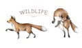 Fox animal. Realistic winter cute walking red wild fox isolated illustration on white background Royalty Free Stock Photo