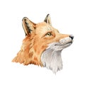 Fox animal portrait. Watercolor illustration. Wild cute red fox face. Wildlife furry animal with red fluffy fur. Side Royalty Free Stock Photo