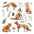 Fox animal watercolor illustration set. Wild cute fox sit and stand elements. Forest animal and herb collection. White Royalty Free Stock Photo