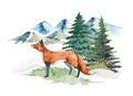 Fox animal in winter forest landscape. Watercolor illustration. Red fox standing in forest winter mountain scene. Nature