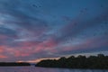 Fox bat flying in the sunset sky, Komodo, Flores