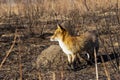 A fox in a burnt meadow after a forest fire