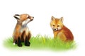 Fox cab. Two baby foxes playing on grass. Royalty Free Stock Photo