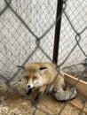 a fox in a cage. a domestic fox is sitting in an outdoor enclosure Royalty Free Stock Photo