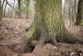 Fox cave under the linden (Tilia) tree