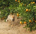Fox at citrus garden Royalty Free Stock Photo