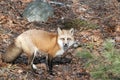 Fox Stock Photo. Fox close-up profile view looking at camera with a mouse in its mouth with a background of rock and brown leaves Royalty Free Stock Photo