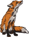 Fox, color. vector image of a fox, outline