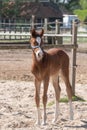 A fox-colored young foal standing. Shadow on the sand