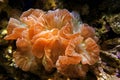 Fox coral