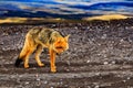 Wolf in Cotopaxi in Ecuador Royalty Free Stock Photo
