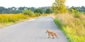 Fox crosses road dutch landscape Royalty Free Stock Photo