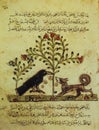 The Fox and the Crow at Kalila wa-Dimna, collection of fables. 8th-century translation by Ibn al-Muqaffa Royalty Free Stock Photo