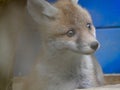 Fox cub close up