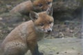 Fox cub close up