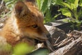 Fox cub closeup Royalty Free Stock Photo