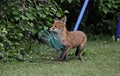 Fox cub exploring an urban garden Royalty Free Stock Photo