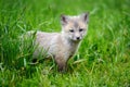 Fox cub in grass Royalty Free Stock Photo