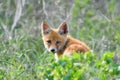 The fox cub hides in the green tall grass, looks back with his head turned. Vulpes vulpes close up Royalty Free Stock Photo