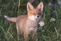 Fox-cub in meadow Royalty Free Stock Photo