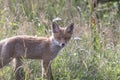 Fox-cub in meadow Royalty Free Stock Photo