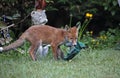 Fox cub exploring an urban garden Royalty Free Stock Photo