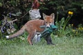 Fox cub exploring an urban garden Royalty Free Stock Photo