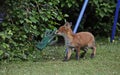 Fox cub exploring an urban garden Royalty Free Stock Photo